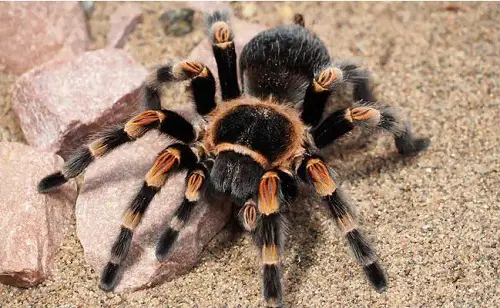 huntsman spider vs tarantula spider