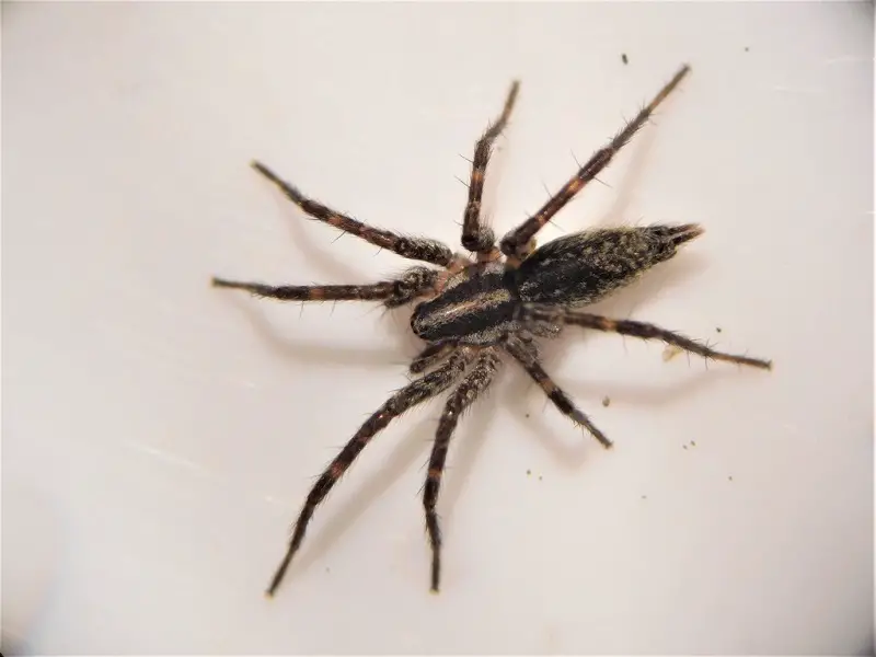 wolf spider vs grass spider - the difference