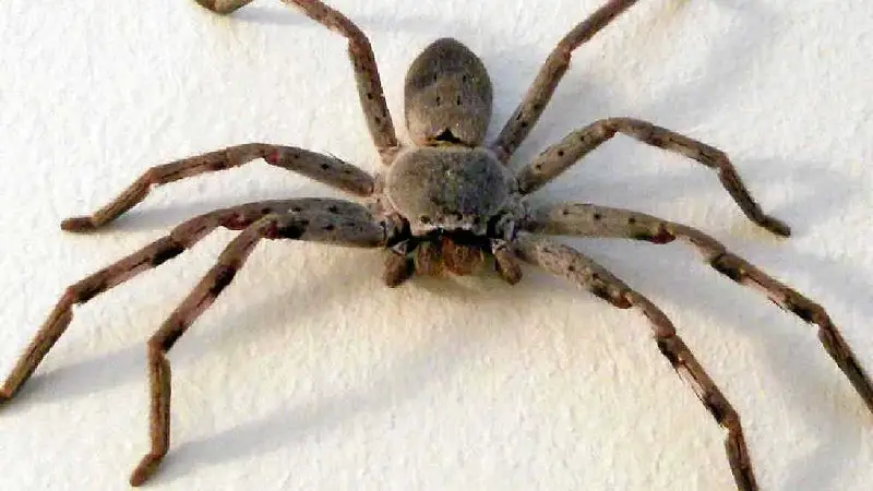 the difference between huntsman spider vs wolf spider