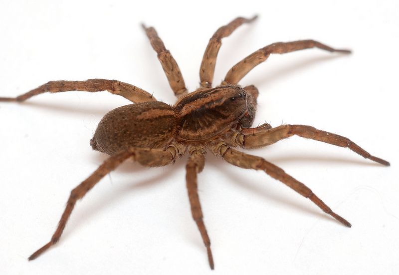 the difference between wolf spider vs wood spider