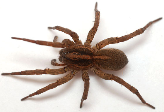 difference between wolf spiders vs wood spiders