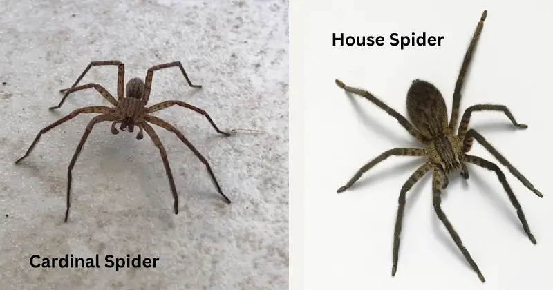 cardinal spiders vs house spiders